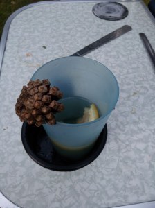 My martini. With added pine cone, thanks to Myke.