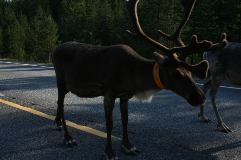 Reindeer blocking the roads!
